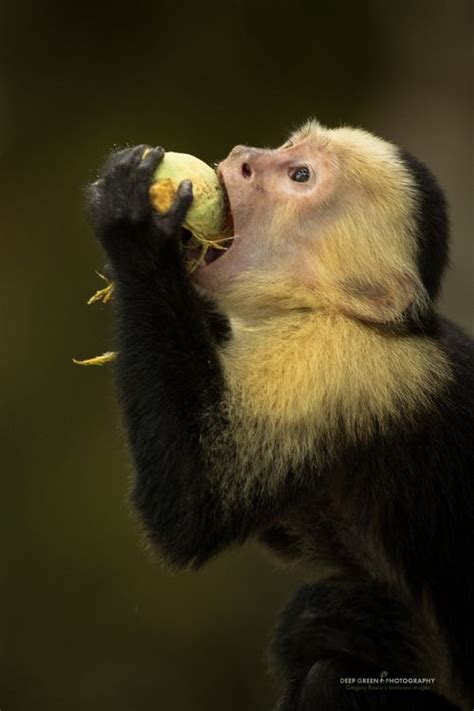 The Power of Illusion: Monkeys' Suspenseful Reactions to Magic